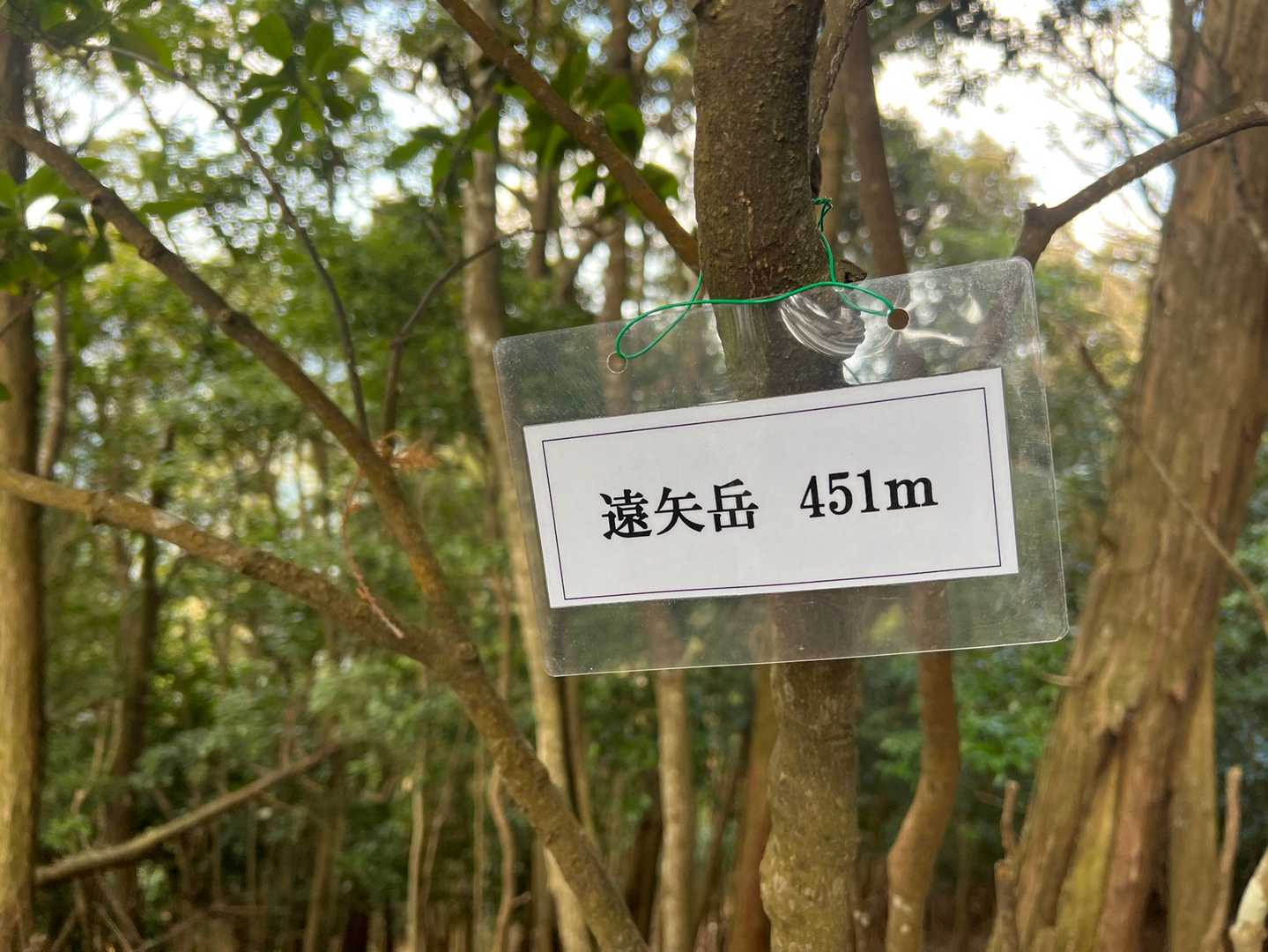遠矢岳の写真