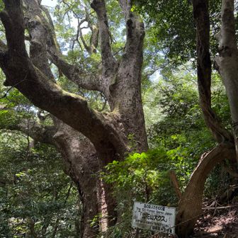 見たかった大楠🌳初めて見たけど本当に大きくて立派だった！これからもずっとずっと見守っていてください😌