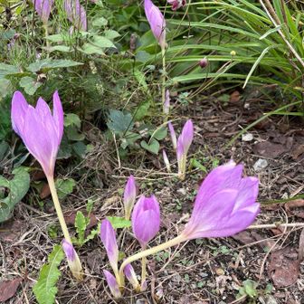 コルチカム

この子も葉っぱなく花後に葉が出てくる
毒あります☠️