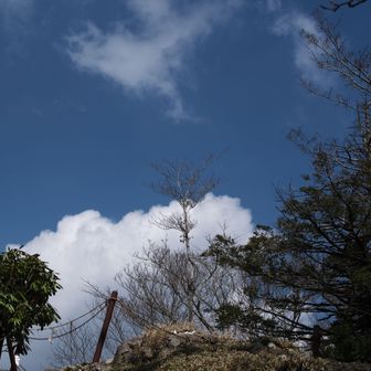 真ん中の若木？？周辺は禁足地らしいです。
そう言われるとどんな感じか気になっちゃう🥹