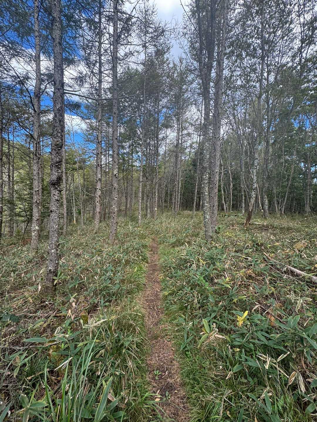 はじめは緩やかな登山道