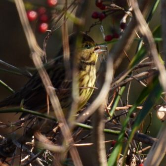 隠れて…
パクパク(๑´ڡ`๑)