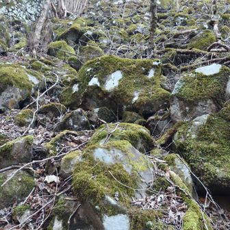 季節的に枯れてますが苔むした場所も