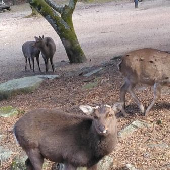 4.5頭の鹿さん。