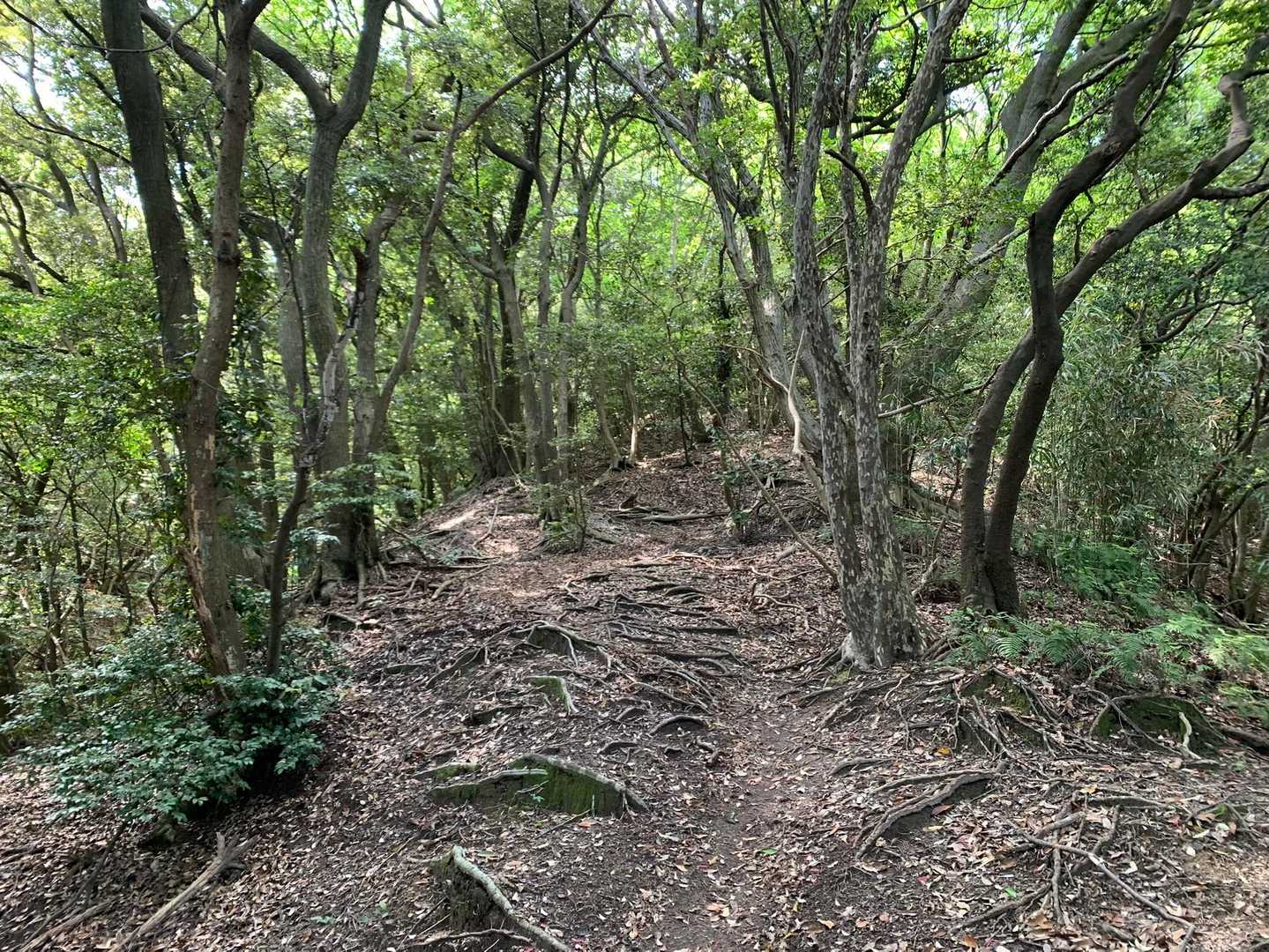 気持ち良い山道です