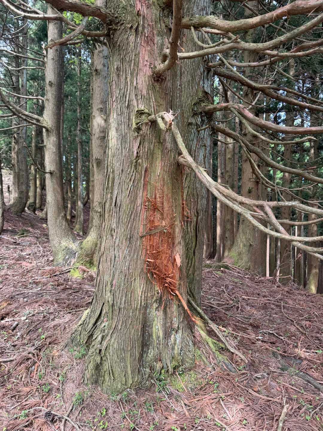こ、これは…
熊の仕業ですか？？？😱