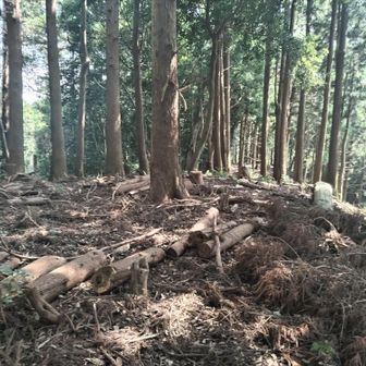高山から間違った尾根に下ってしまった
