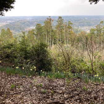 スイセンも満開
ここも開けてます
が、看板がない