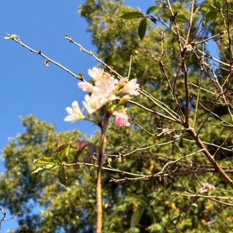 秋桜（春秋彼岸の2度咲き桜🌸）珍しいものです。