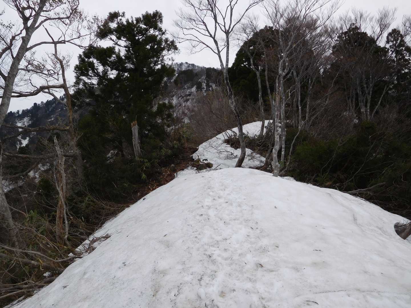 大倉山 往復コースの写真