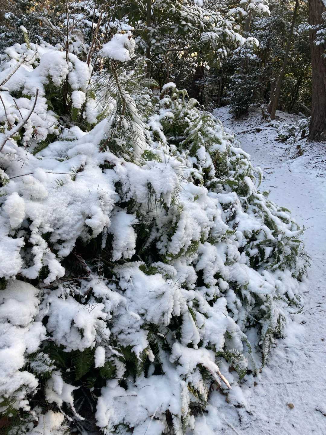 まあまあの雪