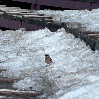 横でホオジロも食事中？
虫がいるのかしきりにあちこちつついてます😊