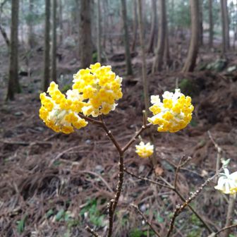 近くにミツマタありました。
すごく甘い香り