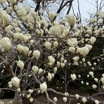 こんなにたくさん
見頃です✨