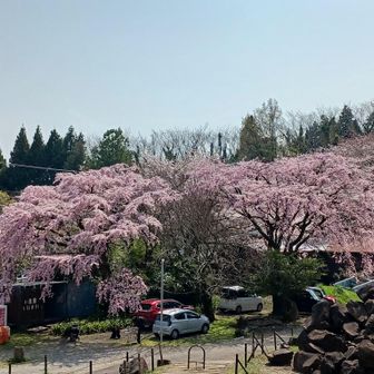途中振り返ると、ん?枝垂れ桜🌸?　
帰りに寄ってみましょう😄