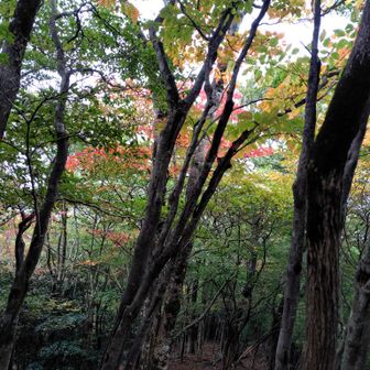 紅葉🍁少しのみ