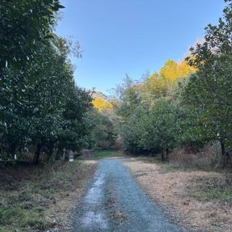両側がタラヨウの木々
どっちかが雌でどっちかが雄だとか？？
実がなるほうが雌かな