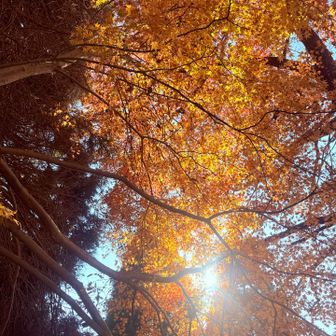 　　鮮やか〜　黄色に〜