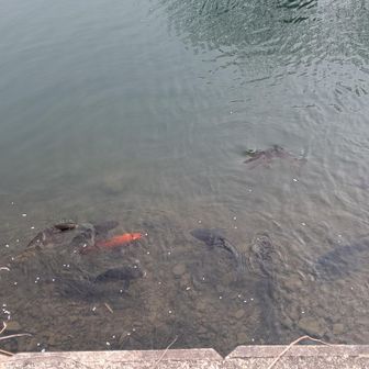鯉さんがいっぱい🤭