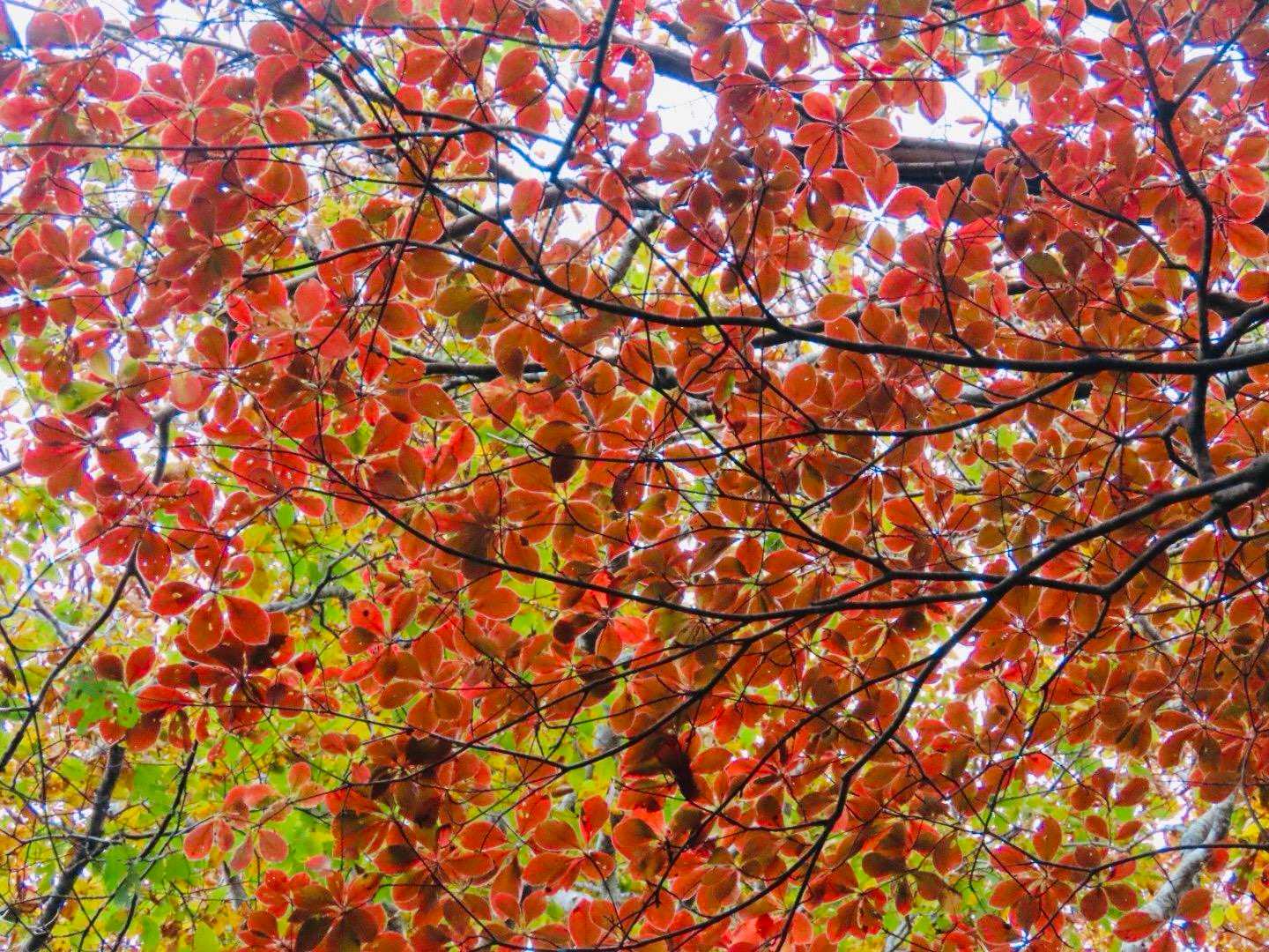 視界の先はこんな紅葉🍁