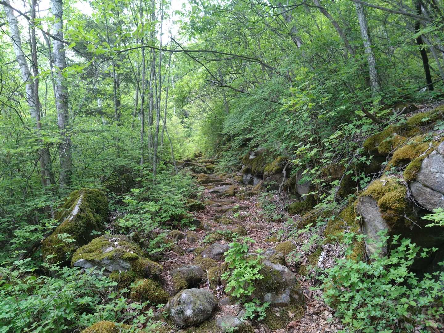 緑の中をゆったりと歩く🌳