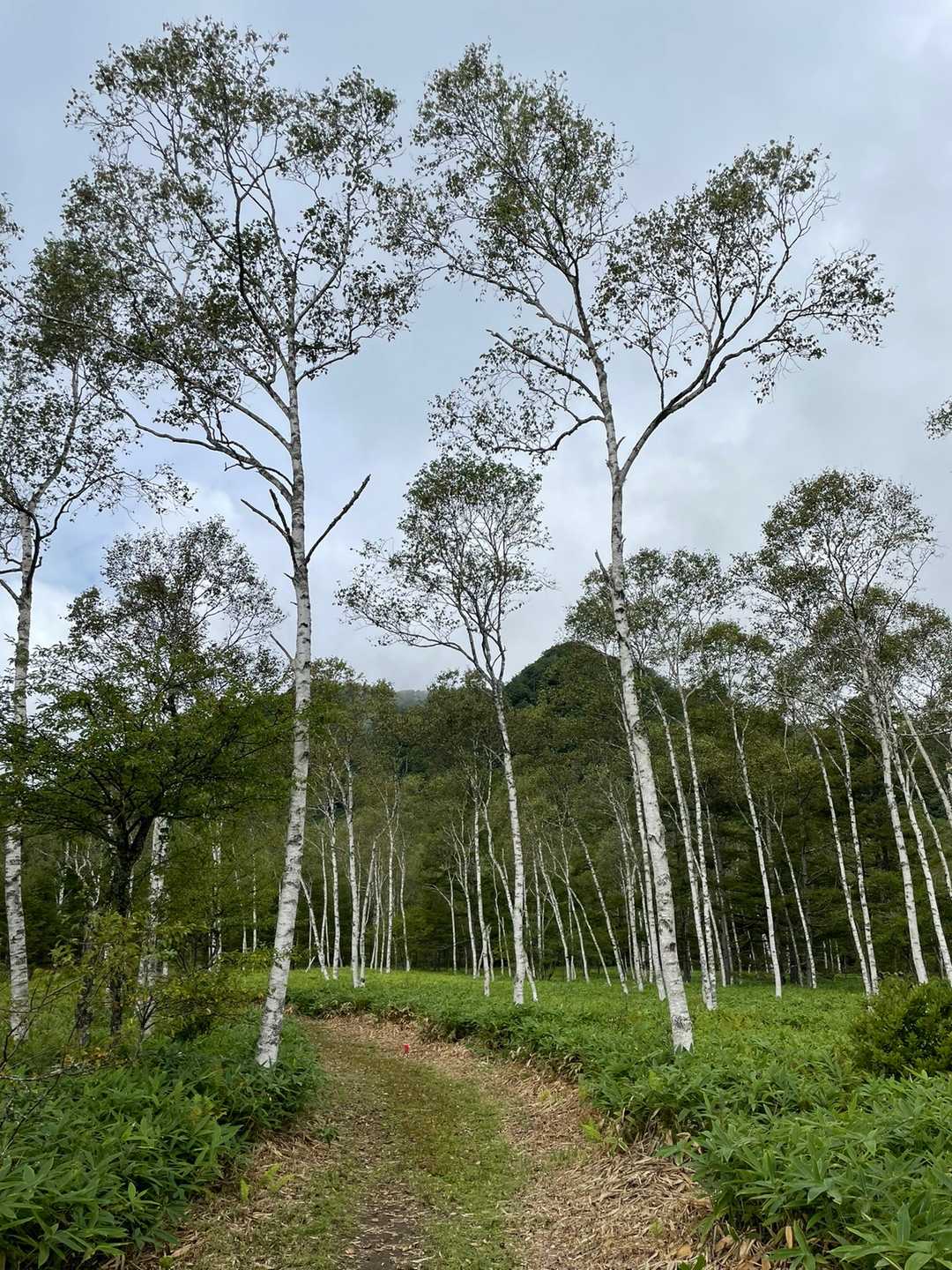 白樺いい感じ✨️