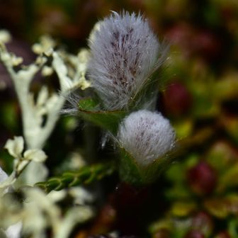 キラキラヤナギの花穂は高山植物の開花が少ないこの時期、私の好きな可愛い子の一つで、随分長い間、見入っていたら・・・下山してきたテント先行者に「何か咲いてましたか？」とお花の話題になった。。。

このテント先行者は風強いからやっぱり前天狗で泊まるわ～ということで、早朝から二ぺ散歩する私はもうココ以降会うことはなかろう、とお別れの挨拶した次第で ─── お花の確認メモを残してくれた律儀なこの方、山小屋オヤジの風貌 ─── 何かを尋ねれば「どこかで適当に・・・」と当て無き散策をする口ぶりに親近感を覚えまする。。。