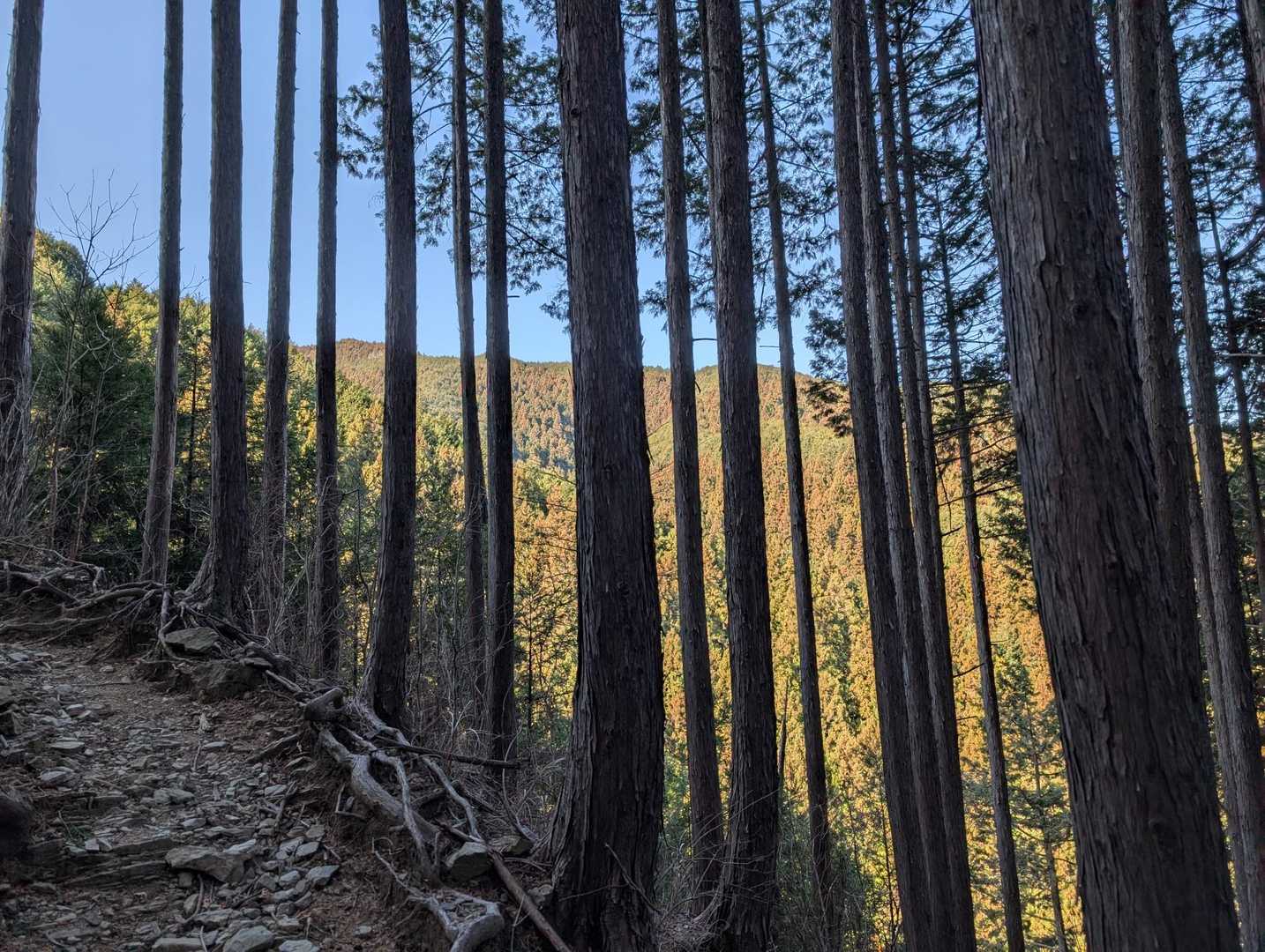 樹木間に明るい山肌