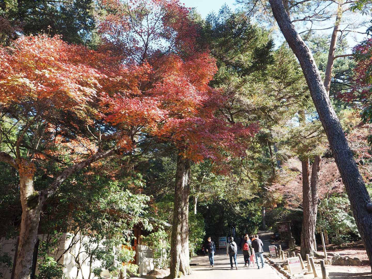 紅葉🍁谷コースの紅葉🍁が綺麗