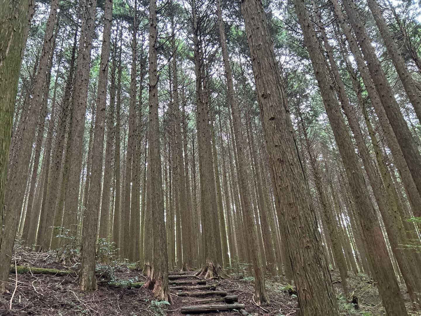 杉か檜か区別つかないけど、見事！