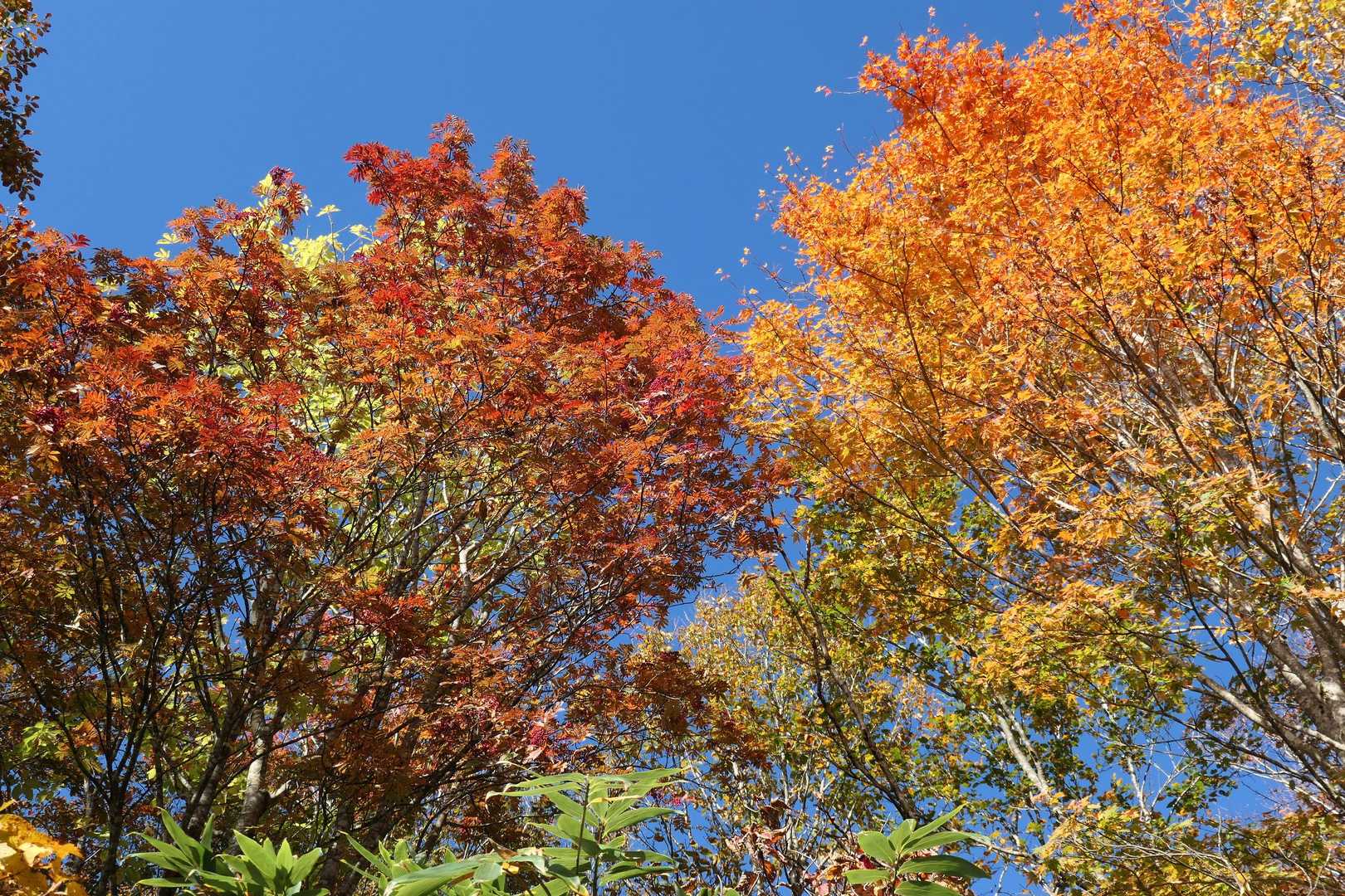 紅葉真っ只中🍁