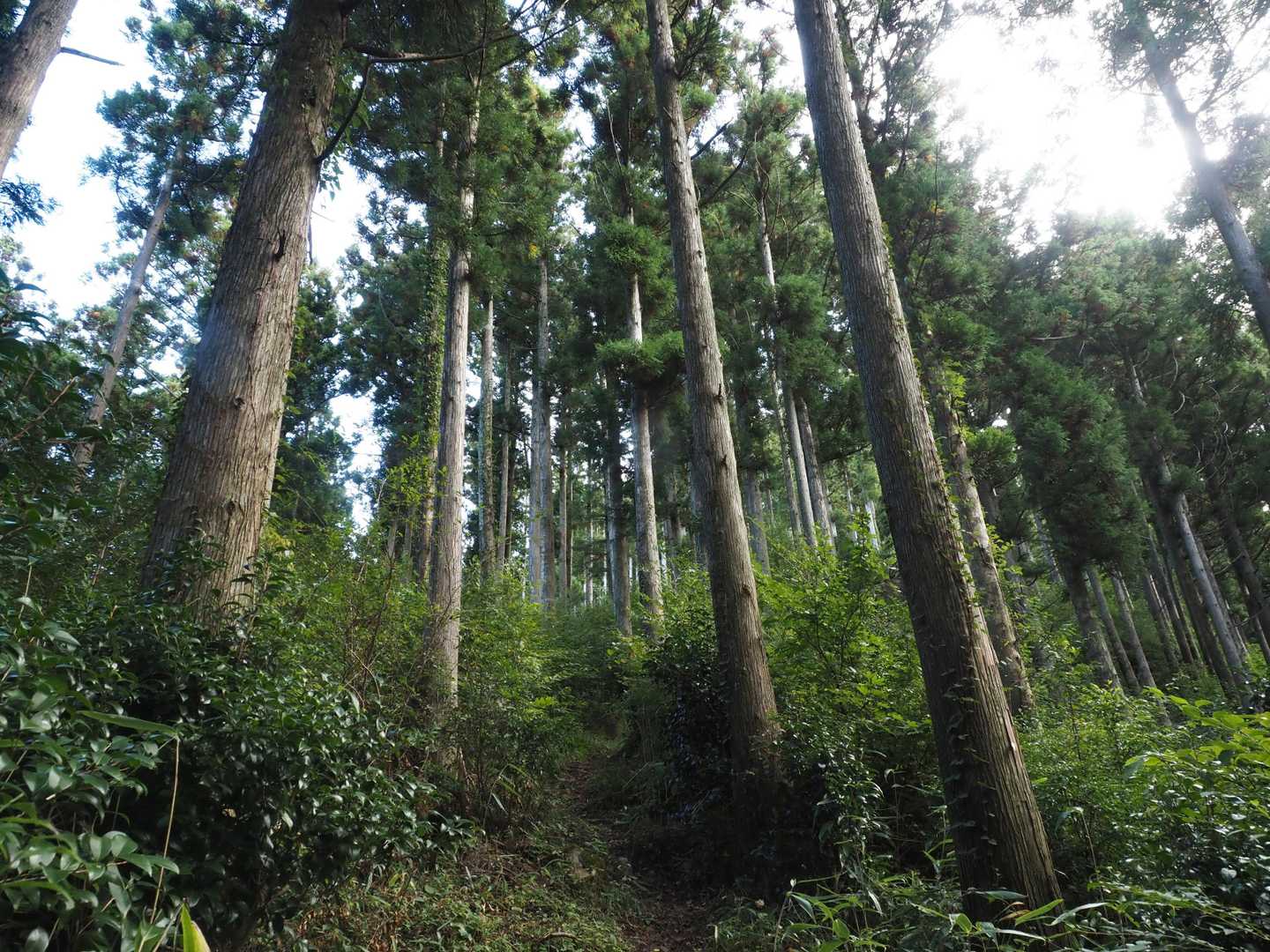しばらく植林地の登りが続く
地味にきつい😫
