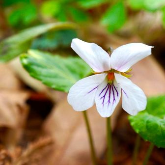 ナガバノスミレサイシン