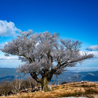 本当に「白い桜」が咲いているみたい