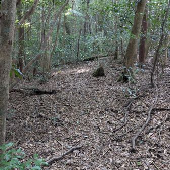 登山道ははっきりしてます