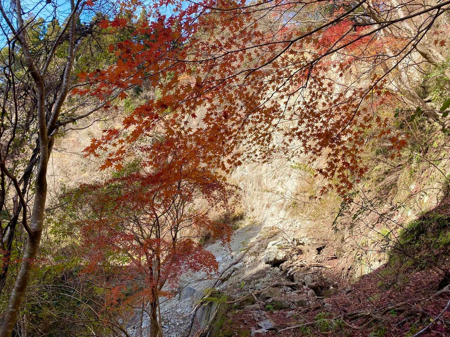 まだまだ房総にはありますよ〜🍁