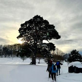 お久しぶりのムサシの松はやっぱり立派✨