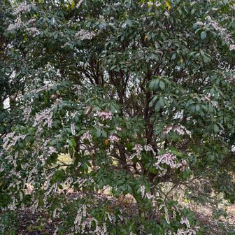 たわわに花をつけたアセビ✨