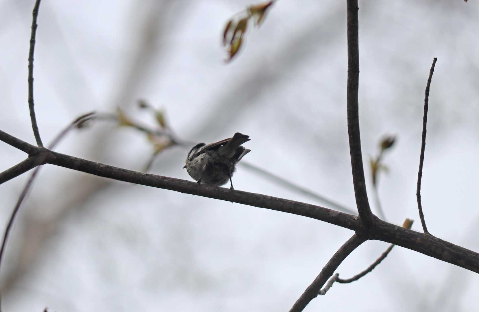 いろんな種類の鳥の囀りが聴こえるのだが、写真撮れたのはこれだけ(シジュウカラ？)