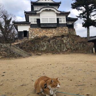 yamaneko