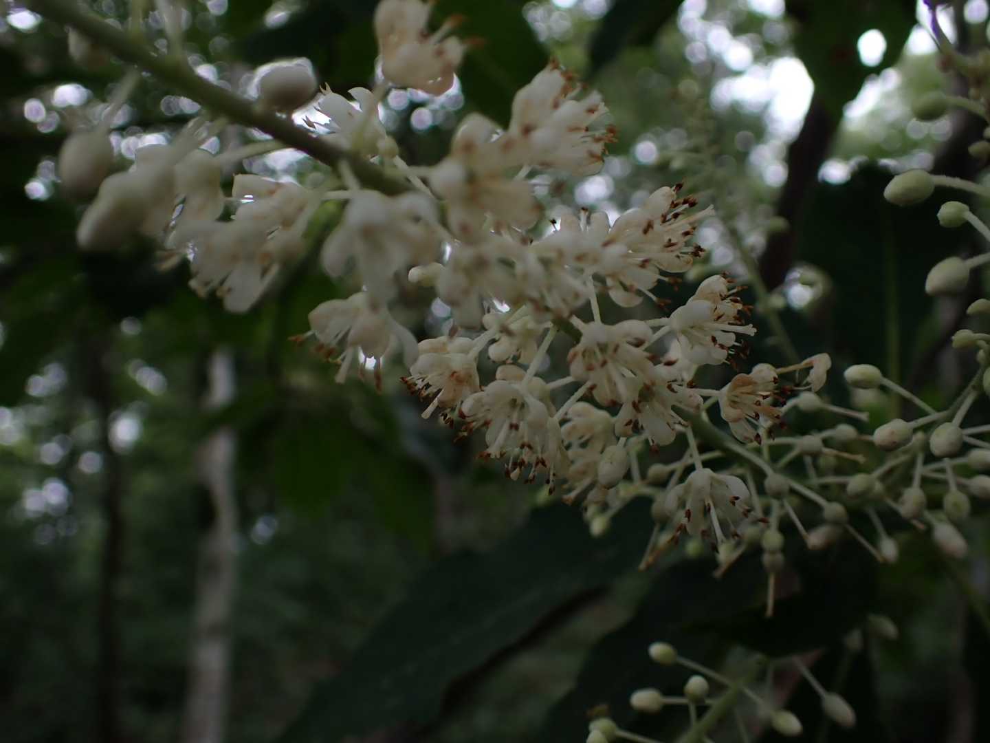 蛭ヶ岳の予定なので、