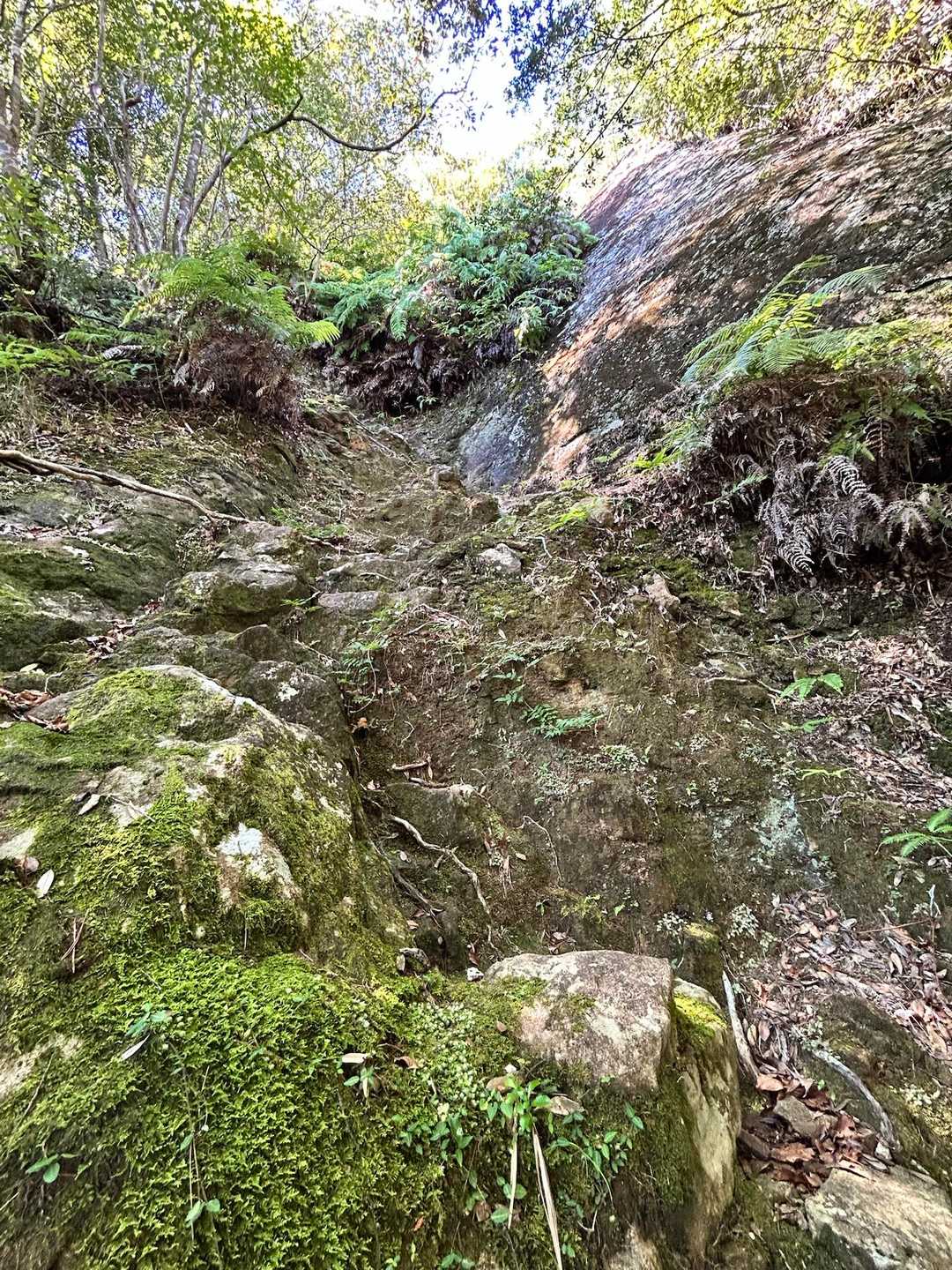 草ボーボーは登山口だけでした。

そこからはcuteな急登💦
どんどん登ろ〜。