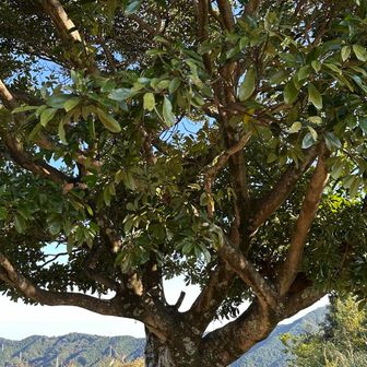 皿ヶ峰山頂
山名札がなかったのでなんか生えてた木

(他の方の山行記録を見てみたら山名の杭があったらしい。見落とした)
