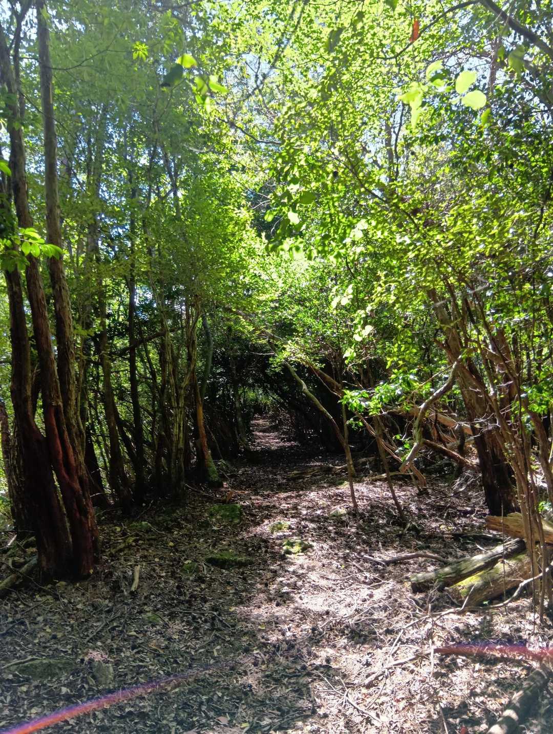 あとはなだらかな道🍃