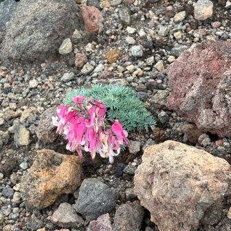 シーズン終盤枯れかかったコマ草が群生してます🌺