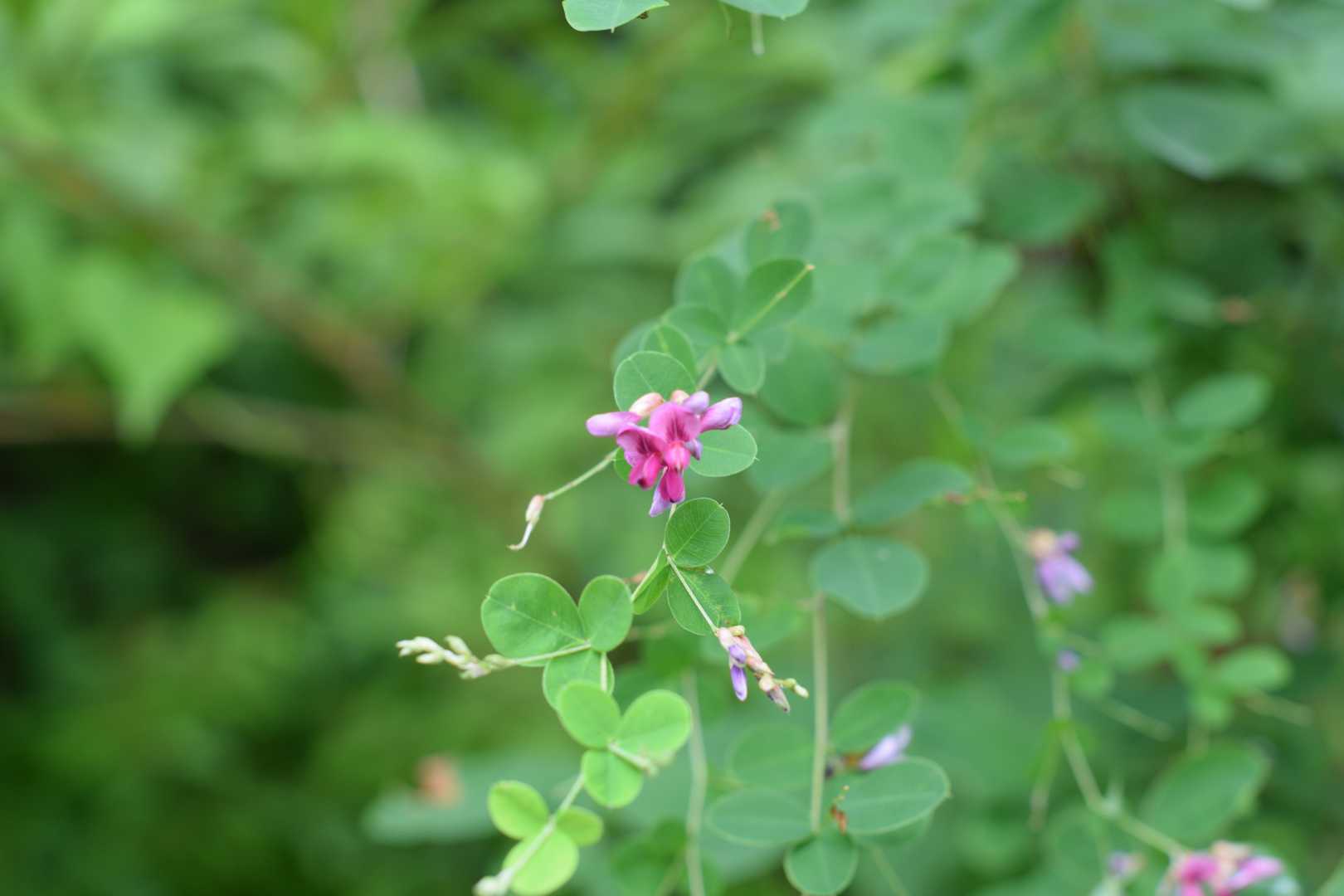 小さな花💠に癒やされます