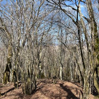 演習場は木で見えず