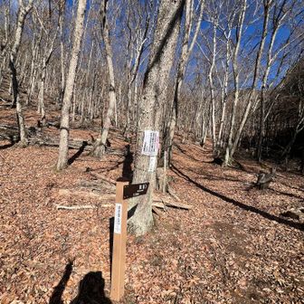 落ち葉がモフモフの道を下り黒岳登山口へ下山
ルート確認しないと道迷いしそうなルート