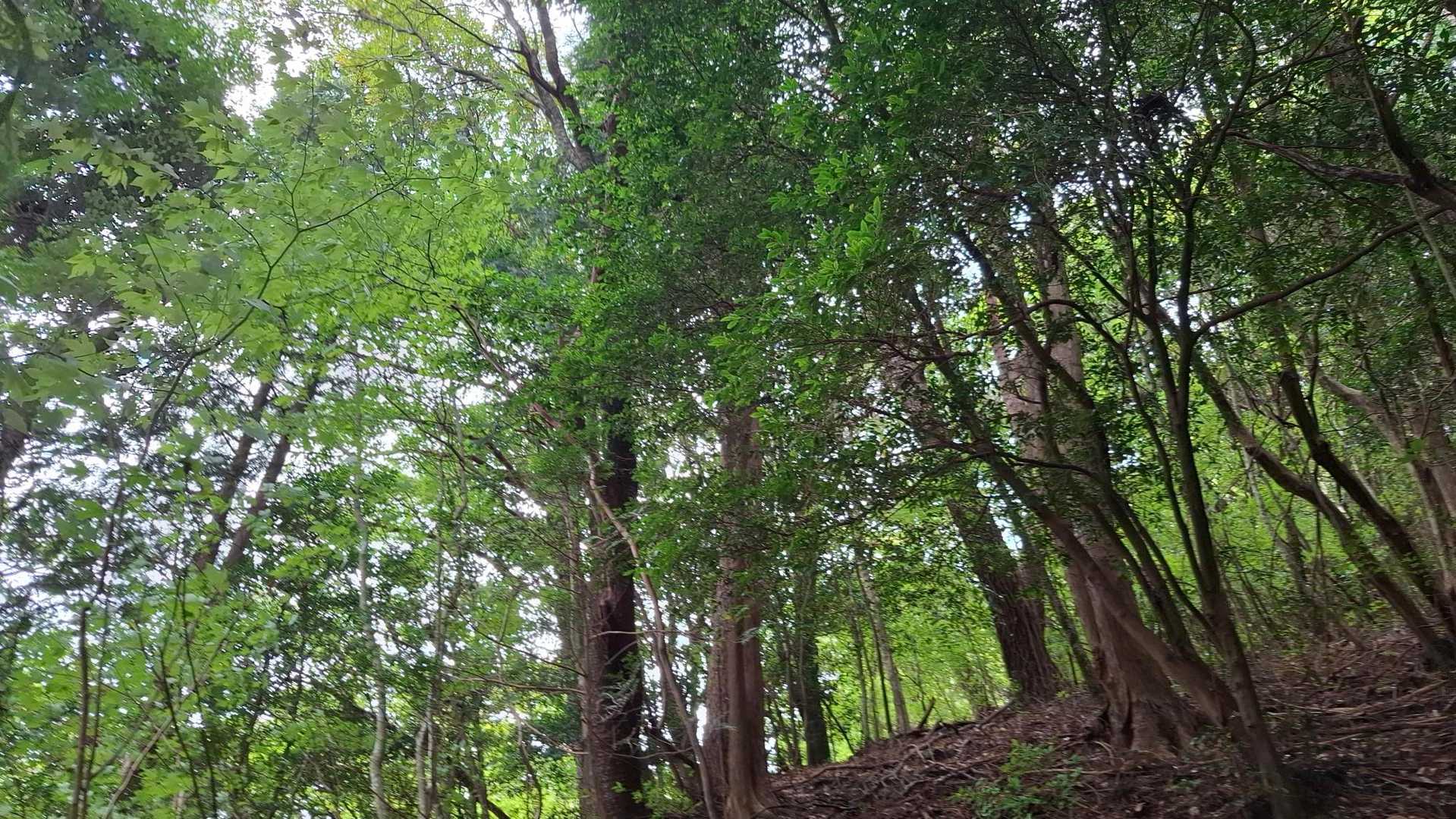 三国山 往復コースの写真