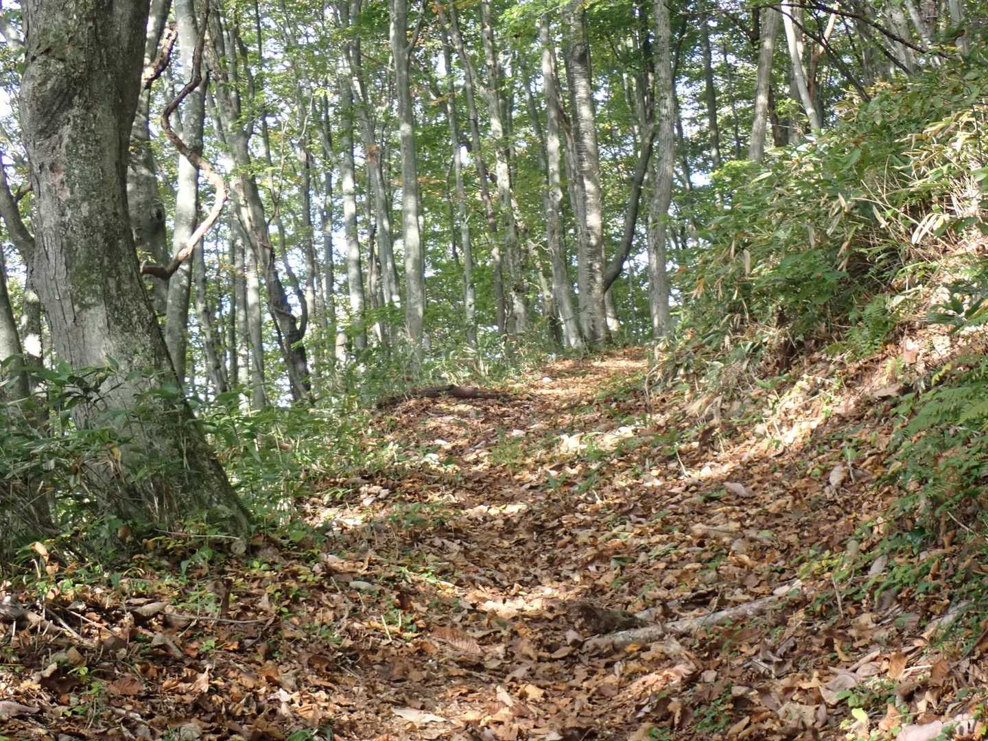 大駒ヶ岳〜三ッ岳コースの写真